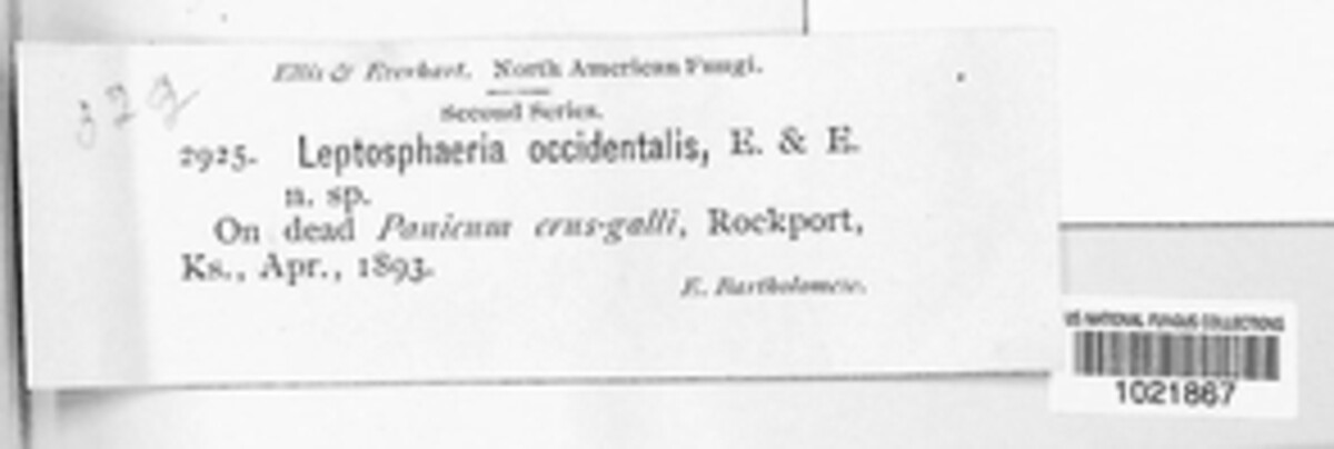 Phaeosphaeria occidentalis image